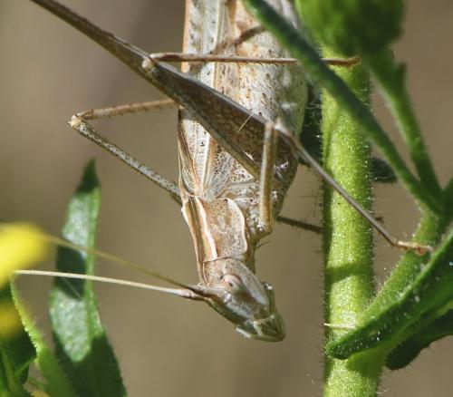 Tylopsis lilifolia